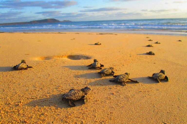 Teaser image for TUI Turtle Aid-programma: wereldwijd 1 miljoen schildpadden redden
